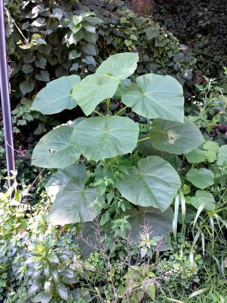 Velvetleaf plant growing in Washington DC