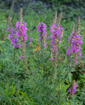 purple loostrife