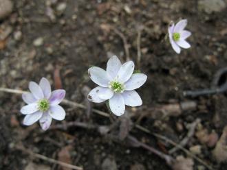 sharp-lobed hepatica flowers