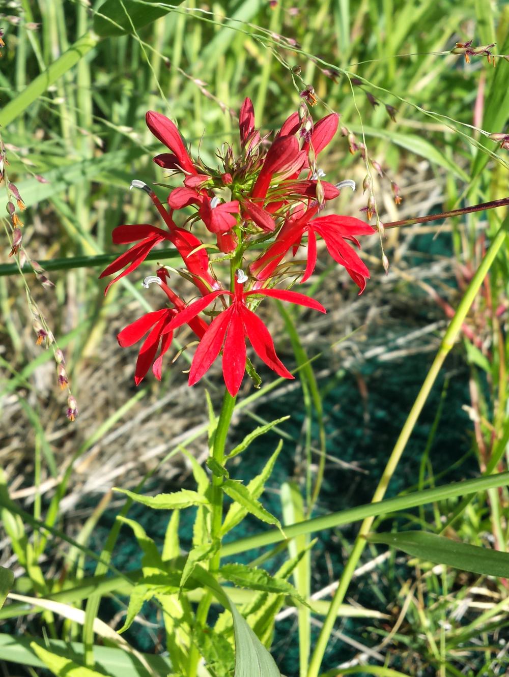 cardinal flower blossoms