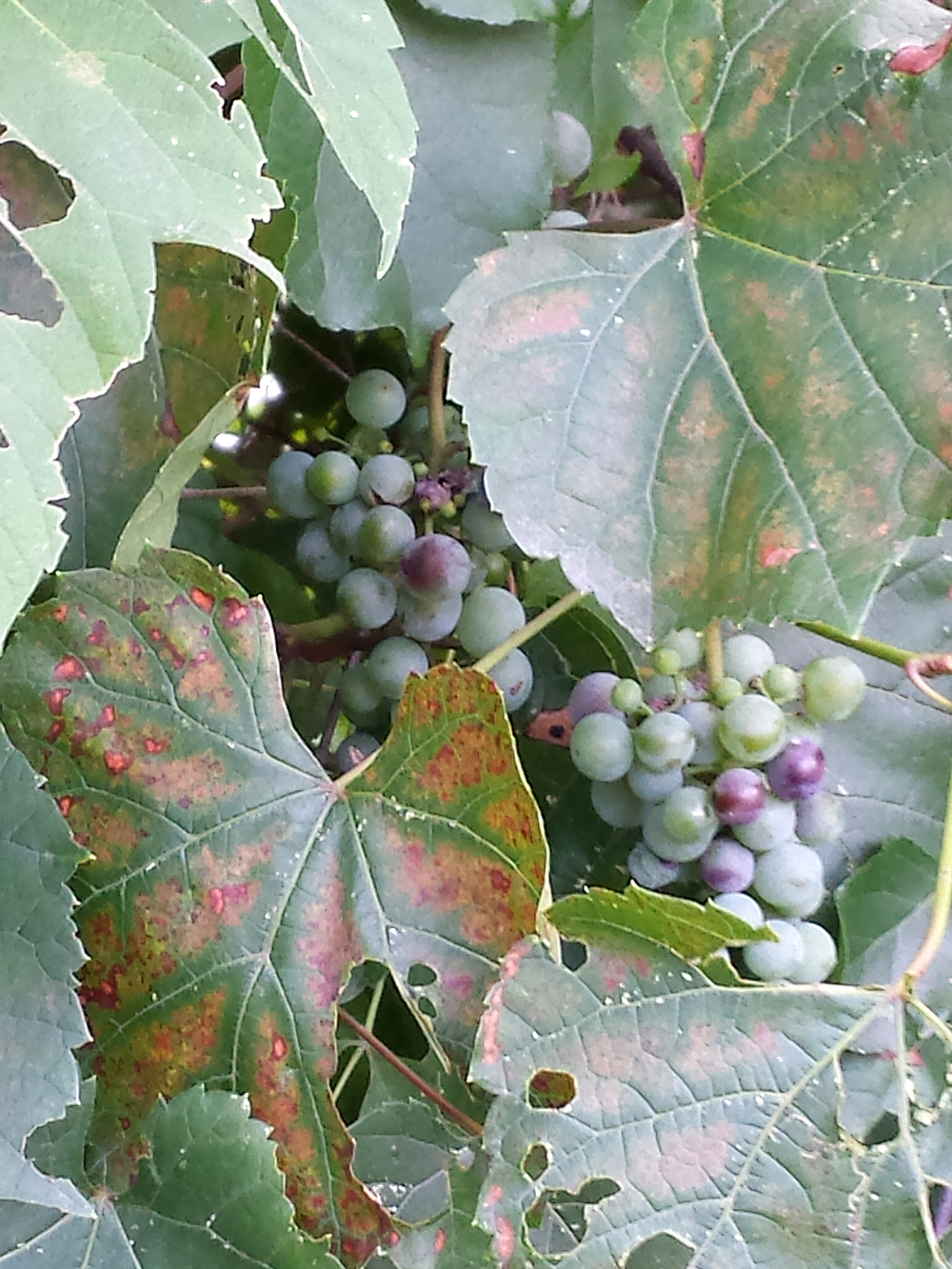 Cluster of wild grapes