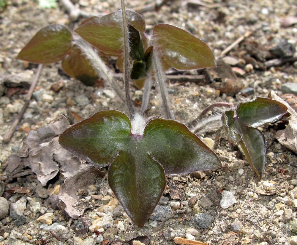 Leaves of sharp-lobed hepatica (Anemone acutiloba)